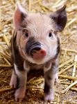 Baby Pig