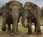 Elephants - slow and lumbering but full of character