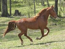 a horse galloping