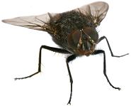 Housefly