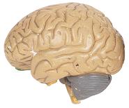 the human brain is excellent at recognising patterns
