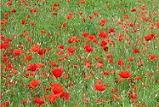 poppy field