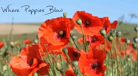 Where Poppies Blow - video image