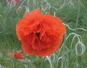 Wild Poppy